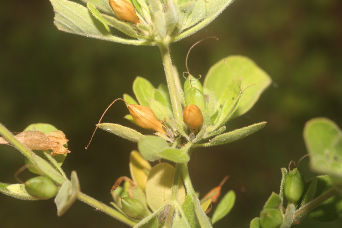 Ruellia patula Jacq.